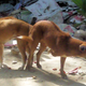 Image for article titled How That Butt-to-Butt Stage of Dog Mating Happens